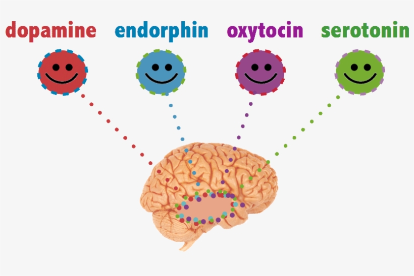 Chemicals In Brain - Meet Your Happy Chemicals: Dopamine, Endorphin, Oxytocin,, transparent png #4975765