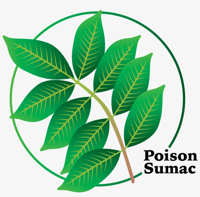 It Is More Toxic Than Poison Ivy Or Poison Oak And, transparent png #4978088