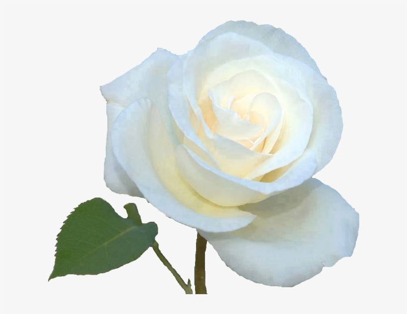 Imagens Pngs De Flores Diversas - Rosas Brancas Png, transparent png #4978702