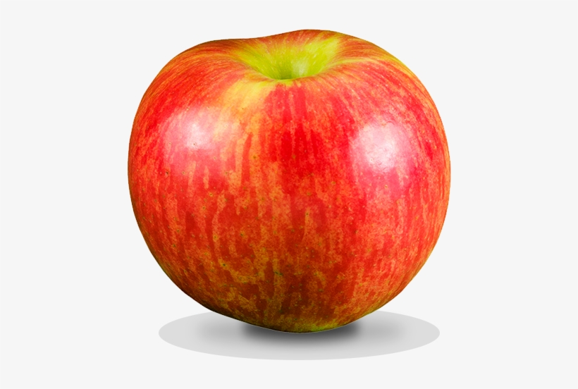 Mcintosh, transparent png #4979427