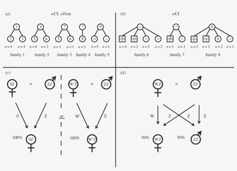 Family Pedigrees Of Wfem Co Infected And Wci Infected - Eurema Mandarina, transparent png #4979557