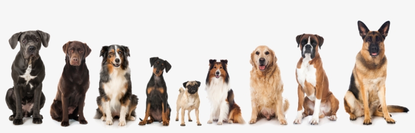 Mutley Facts - Colour Is A Dog, transparent png #4979729