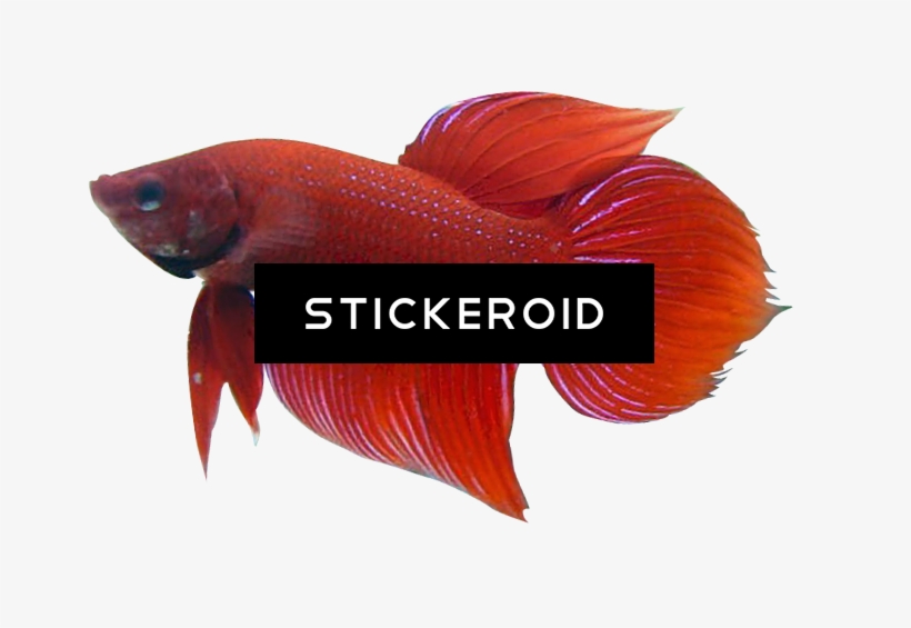 Betta Animals Fish - Snapper, transparent png #4983778