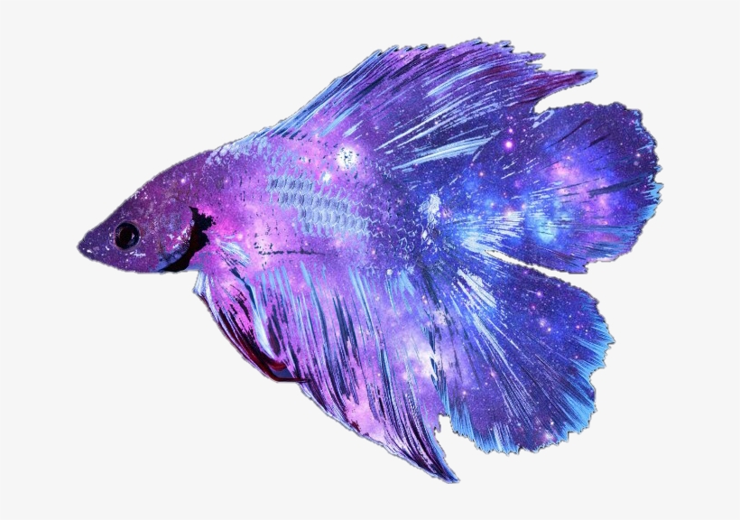 Picture Freeuse Stock Betta Fish Clipart - Betta Fish Transparent Background, transparent png #4983845