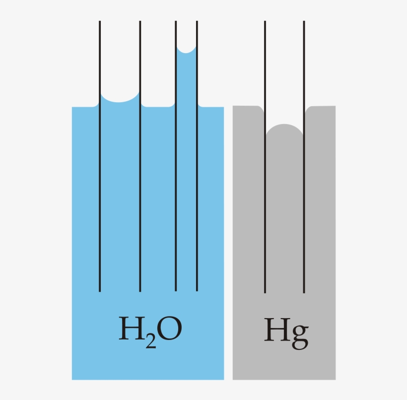 Capillary Action Of Water Compared To Mercury, In Each - Capillary Action, transparent png #4988922