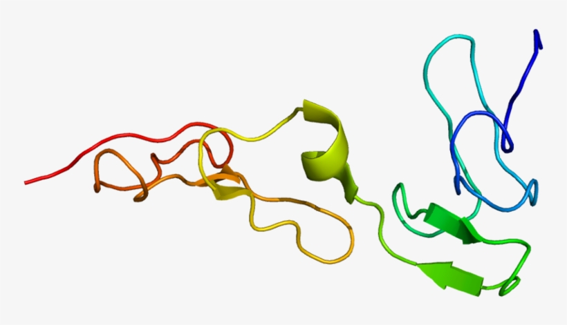 Protein Pros1 Pdb 1z6c - Proteina S, transparent png #4988971
