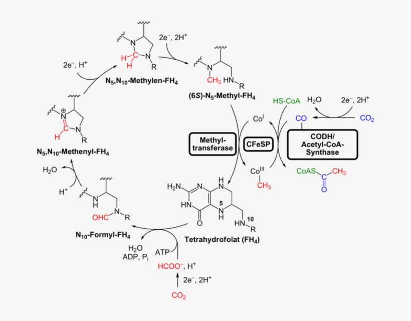 Image - Wood Ljungdahl Pathway, transparent png #4992971