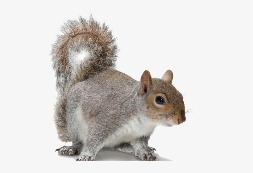 Acorn Clipart Fox Squirrel - Grey Squirrel White Background, transparent png #4993564