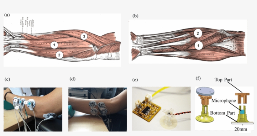 Monitored Muscles In The Anterior And Posterior Compartment - Tattoo, transparent png #4993690