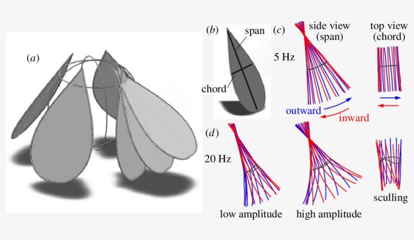 For Clarity, Only One Wing Is Shown At Its Inward, - Flapping Motion, transparent png #4997953