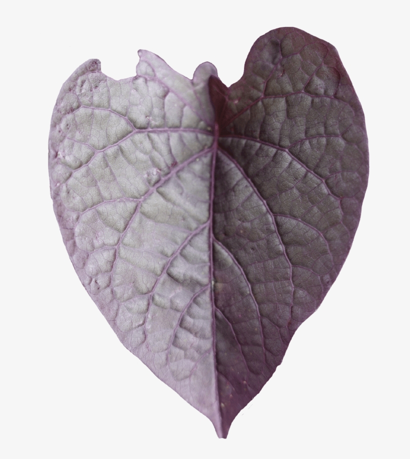 Click - Ipomoea, transparent png #4998000