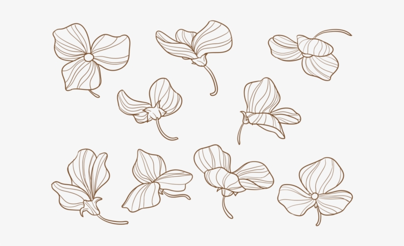 Flores Dibujadas A Mano Del Guisante Dulce - Png Hand Drawn Vector Flower, transparent png #4999389