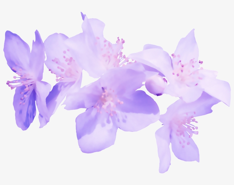 The Images - Flores Moradas En Png Transparente, transparent png #4999452