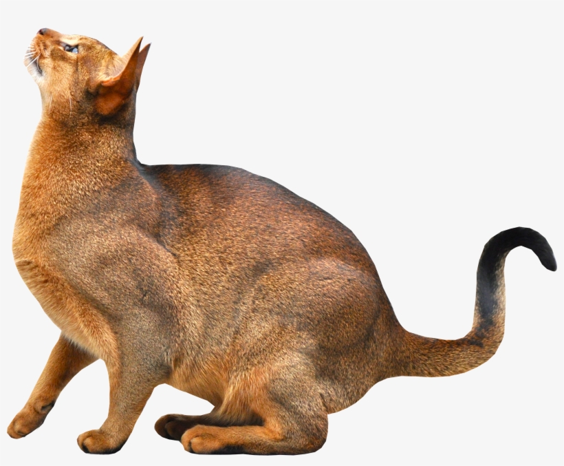 Cat Png, transparent png #50035