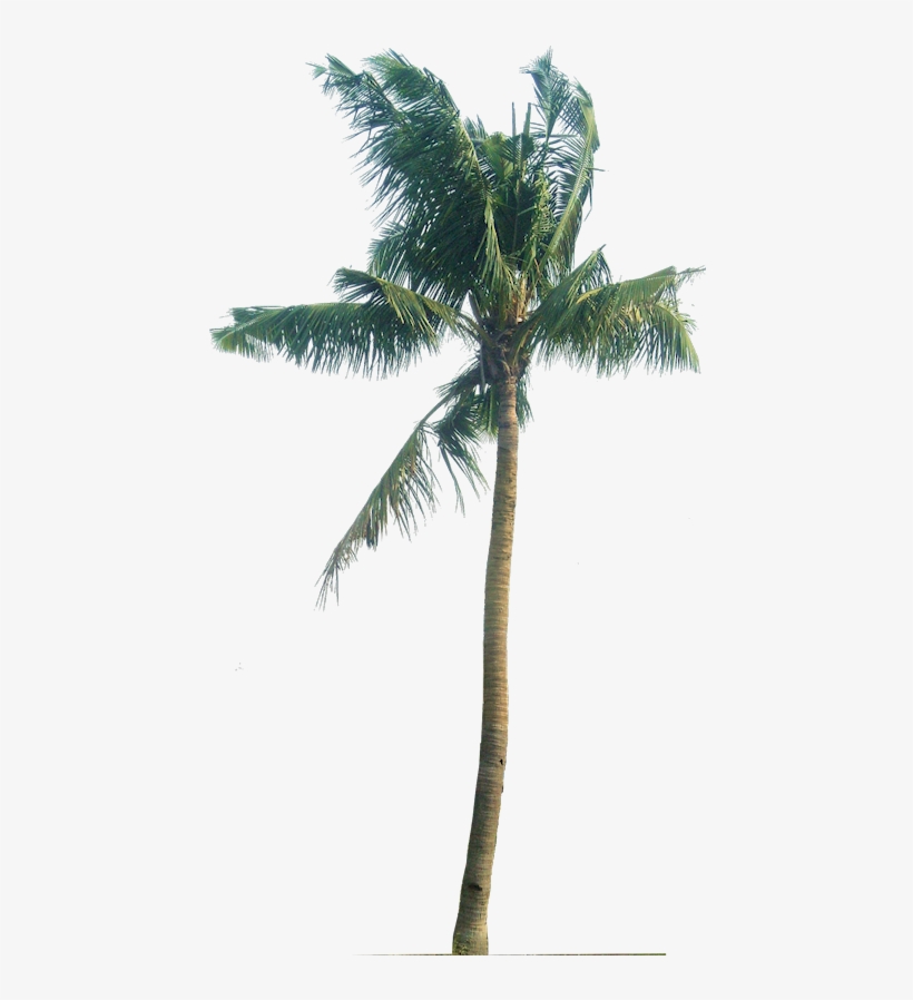 Palm Tree Png, Palm Trees, Plant Pictures, Tropical - Cocos Nucifera Png, transparent png #50205