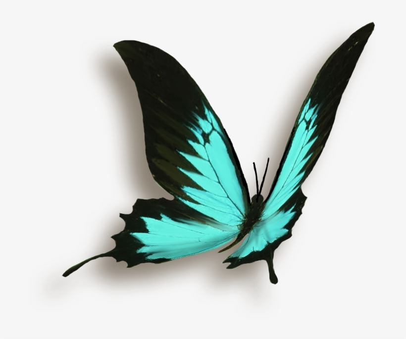 Butterfly Papillon, transparent png #50480