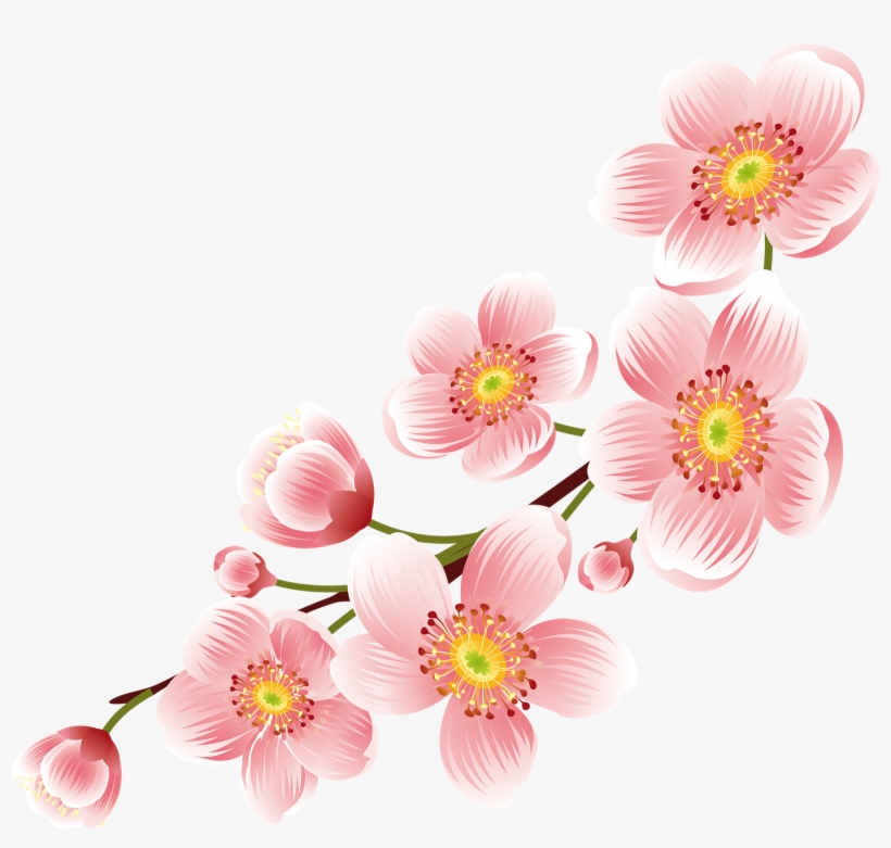 Cherry Blossom Png Transparent Background - Cherry Blossom Flower Png, transparent png #50499