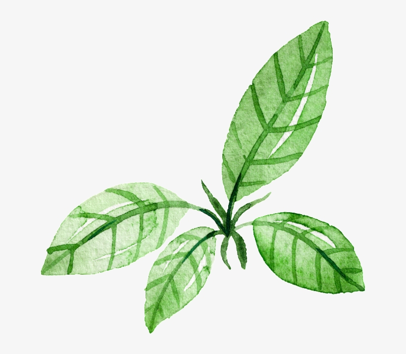 Green Leaf Watercolor Hand Painted Cartoon Transparent - Hojas Dibujo Acuarela Png, transparent png #50611