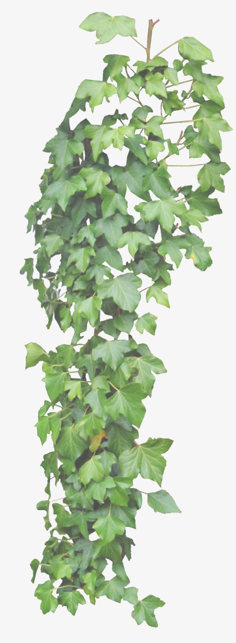 Hanging Ivy Png - Hanging Plants Png, transparent png #50673