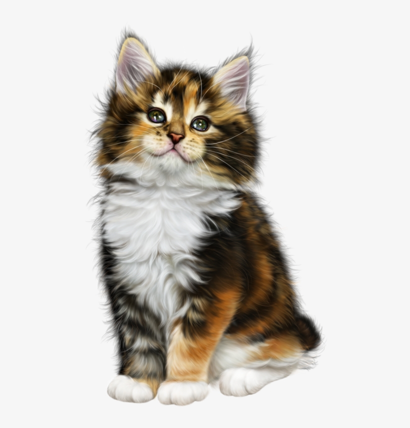 Мобильный Liveinternet Без Заголовка - Domestic Long-haired Cat, transparent png #50738