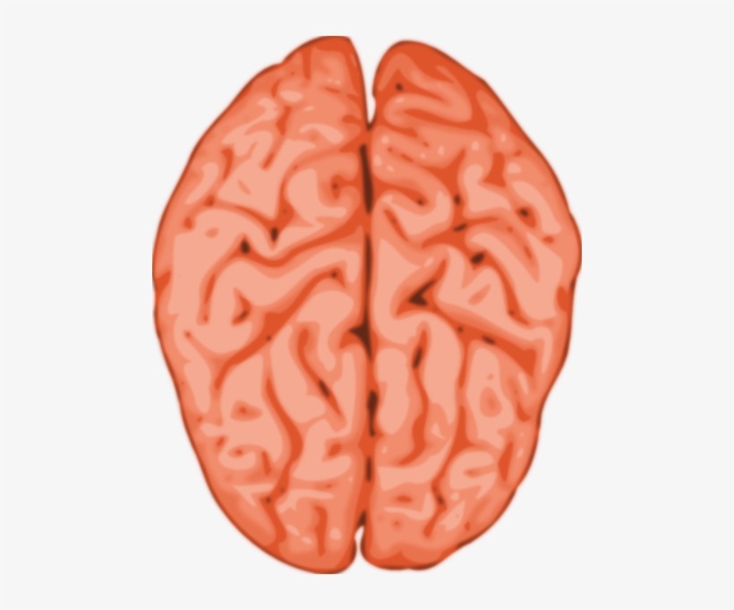 Brain Clip Art, transparent png #50968
