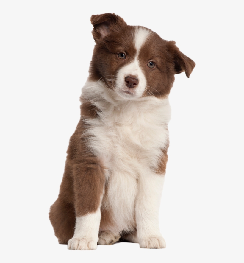 Puppy Png Transparent Image - Australian Shepherd No Background, transparent png #51076