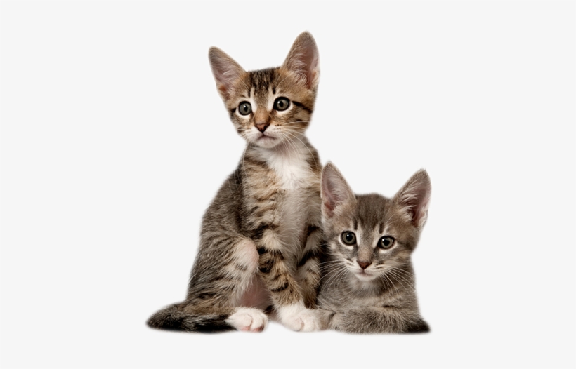Kitten - Cat With Kitten Png, transparent png #51094