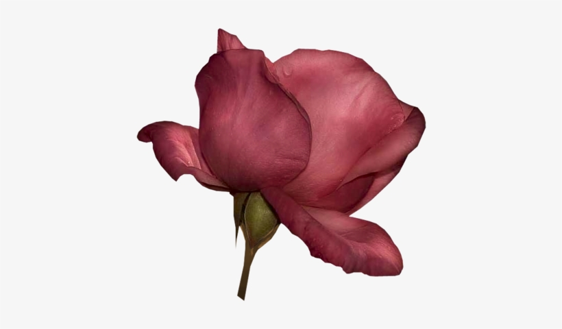 Dustypinkrose - .net, transparent png #51388