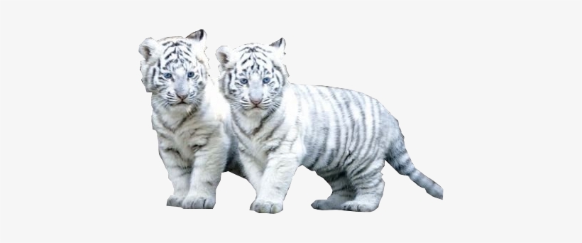 White Tiger Png File - White Tiger Png, transparent png #51456