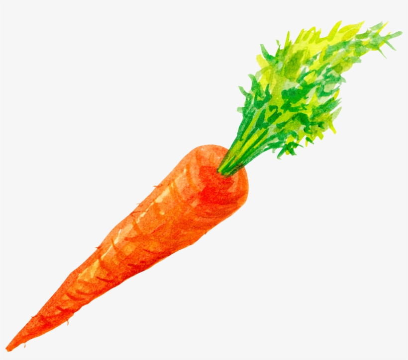 Carrots Png Watercolor Vector Transparent Stock - Painted Carrot Png, transparent png #51592