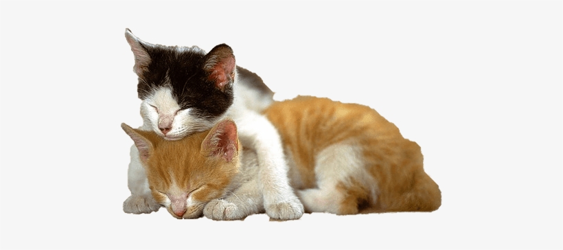 Kitten Cats Together - You Can T Stay Mad At Me, transparent png #51890