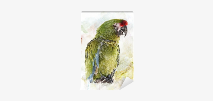 Set Of 2 Green Parrot Watercolor Ceramic Cabinet Drawer, transparent png #52055