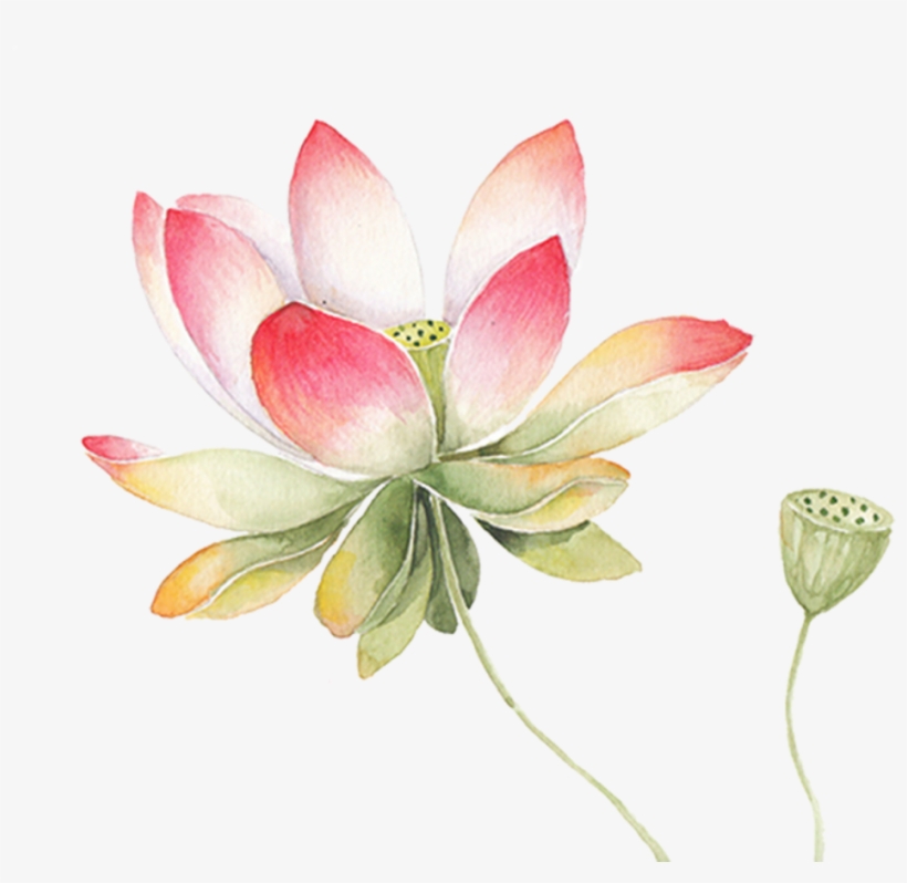 Ftestickers Watercolor Flower Lotus Pink - Sacred Lotus, transparent png #52076