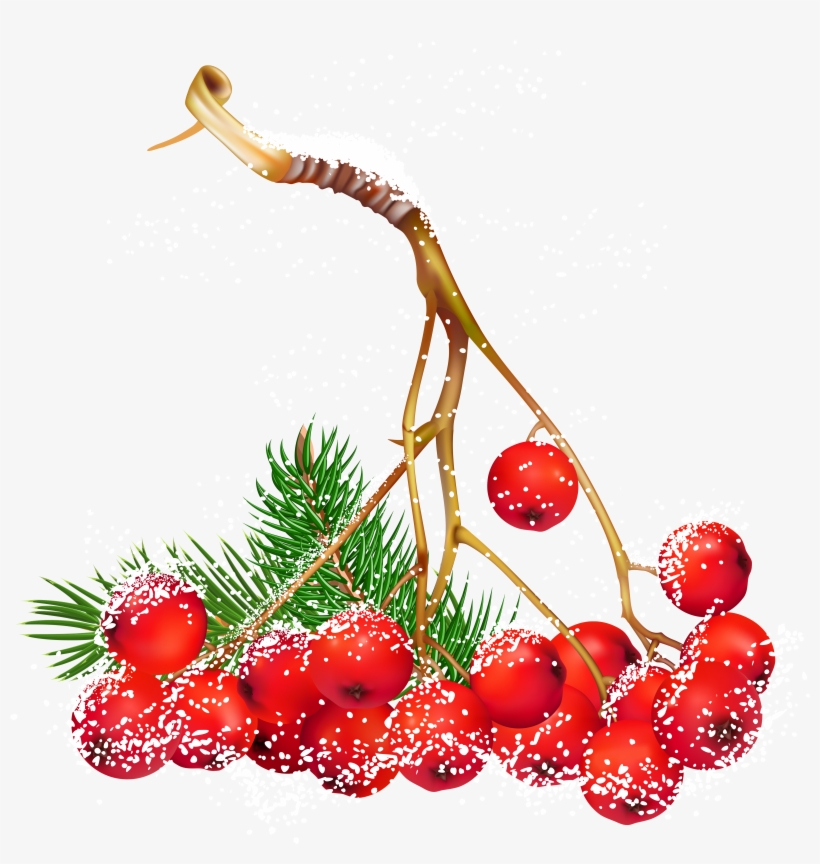 Christmas Things, Christmas Frames, Christmas Flowers, - Christmas Berries Png, transparent png #52212