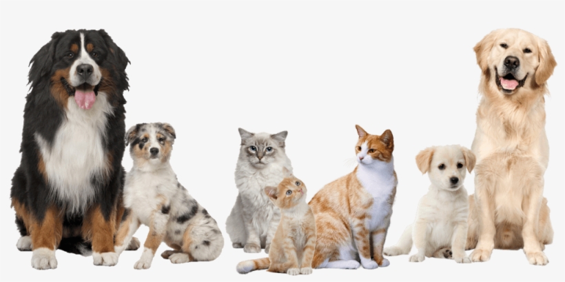 Pet Boarding - Golden Retriever, transparent png #52415