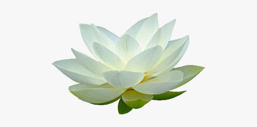 Free Transparent Transparentpng - Transparent Background White Lotus, transparent png #52535