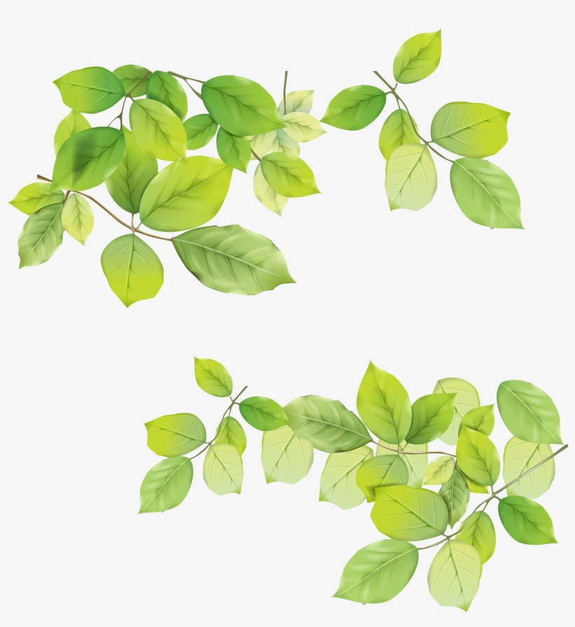 Green Leaves Png Image - Leaves Png, transparent png #52582