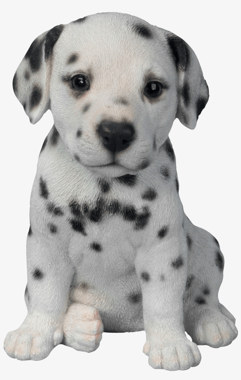 Dalmatian Puppy - Fully Automatic Assault Meme, transparent png #52662
