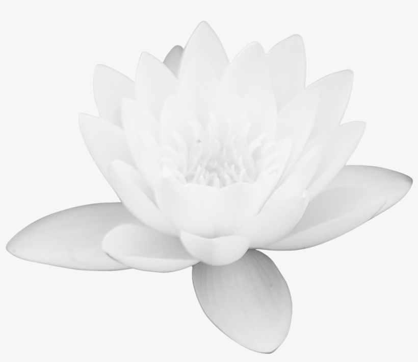 Lotus Flower Png Images Free Download Png Library - White Lotus Flower Png, transparent png #52858