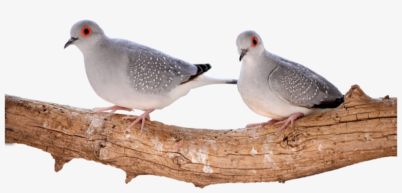 Doves On Branch - Bird, transparent png #53091