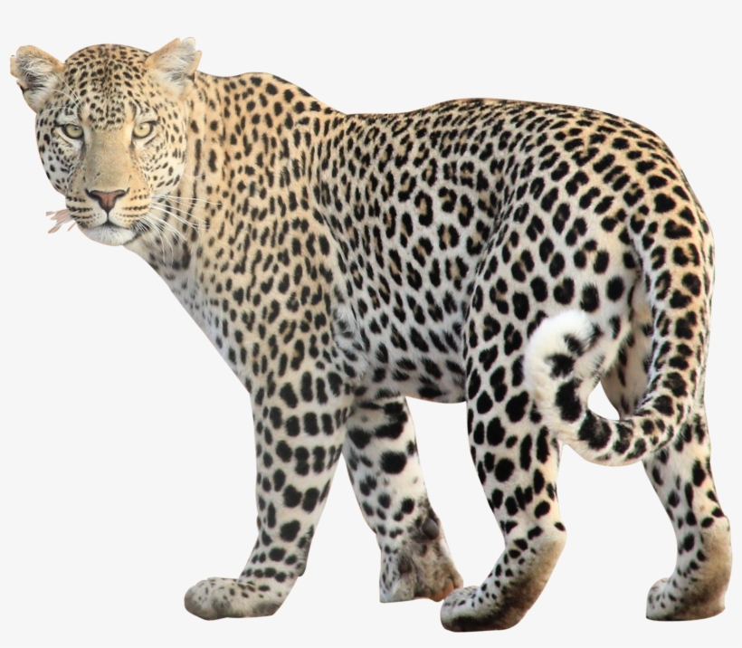 Animal Png Images - Leopard Png, transparent png #53210