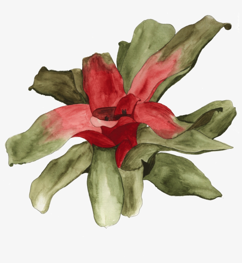 Available In Shop - Tropics, transparent png #53230