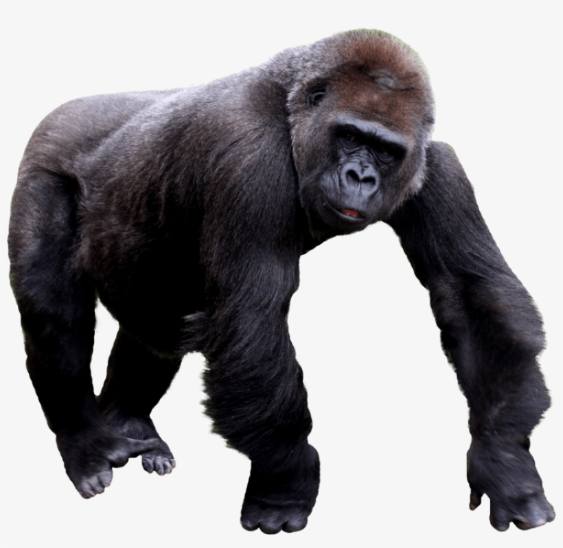 Free Png Gorilla Png Images Transparent - Transparent Background Gorilla Clipart, transparent png #53472