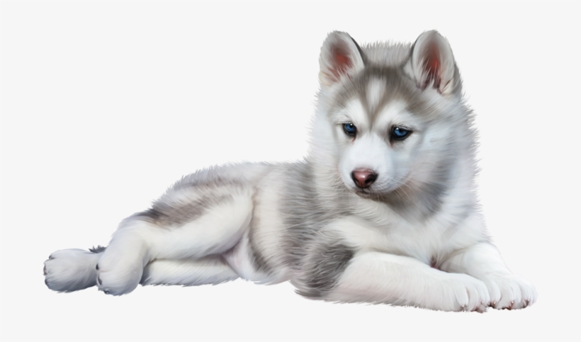 Wolf Baby - Baby Husky Png, transparent png #53499