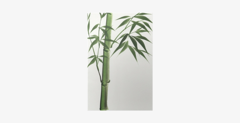 Bamboo Japanesed Art, transparent png #53561