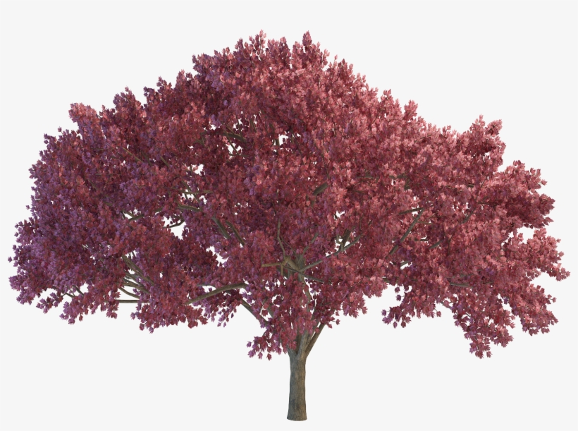 Cherry Tree Png File - Tan Taşçı Bana Aşktan Söz Etme, transparent png #53750
