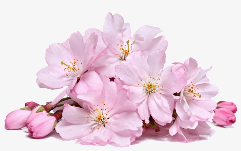 Cherry Blossom Flower Png Sakura Creative Transp Free - Cherry Blossom Flowers, transparent png #53795