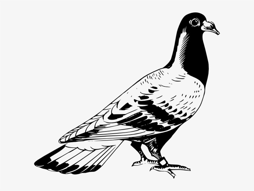 Carrier Pigeon Drawing Png - Pigeon Black And White Drawing, transparent png #53865