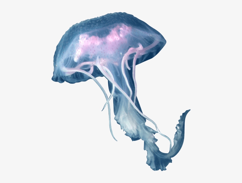 Image Library Png Images Free Download - Jellyfish Png, transparent png #53924