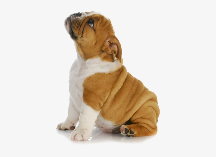 Puppy Png Clipart - Puppy Png, transparent png #54337